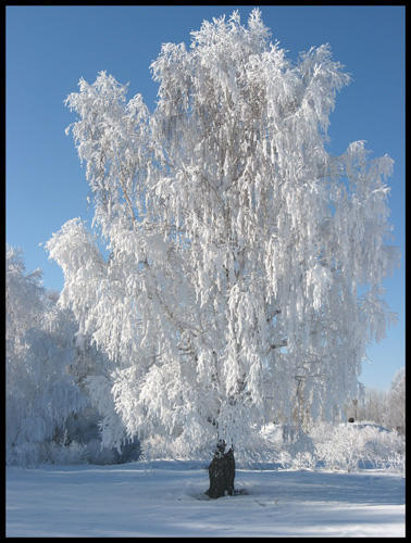 Берёза у дороги