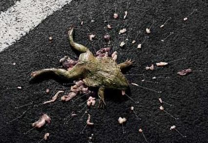 Как лягушка