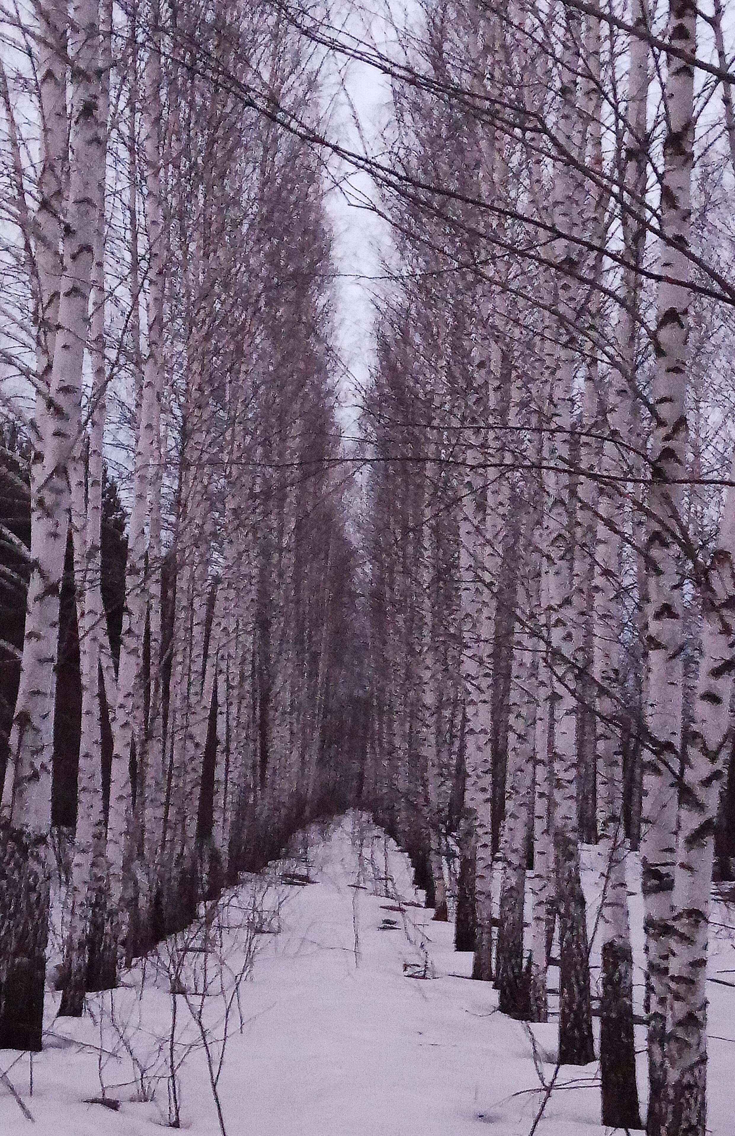 Русские берёзки вдоль лесной дорожки