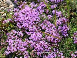 Душистая музыка