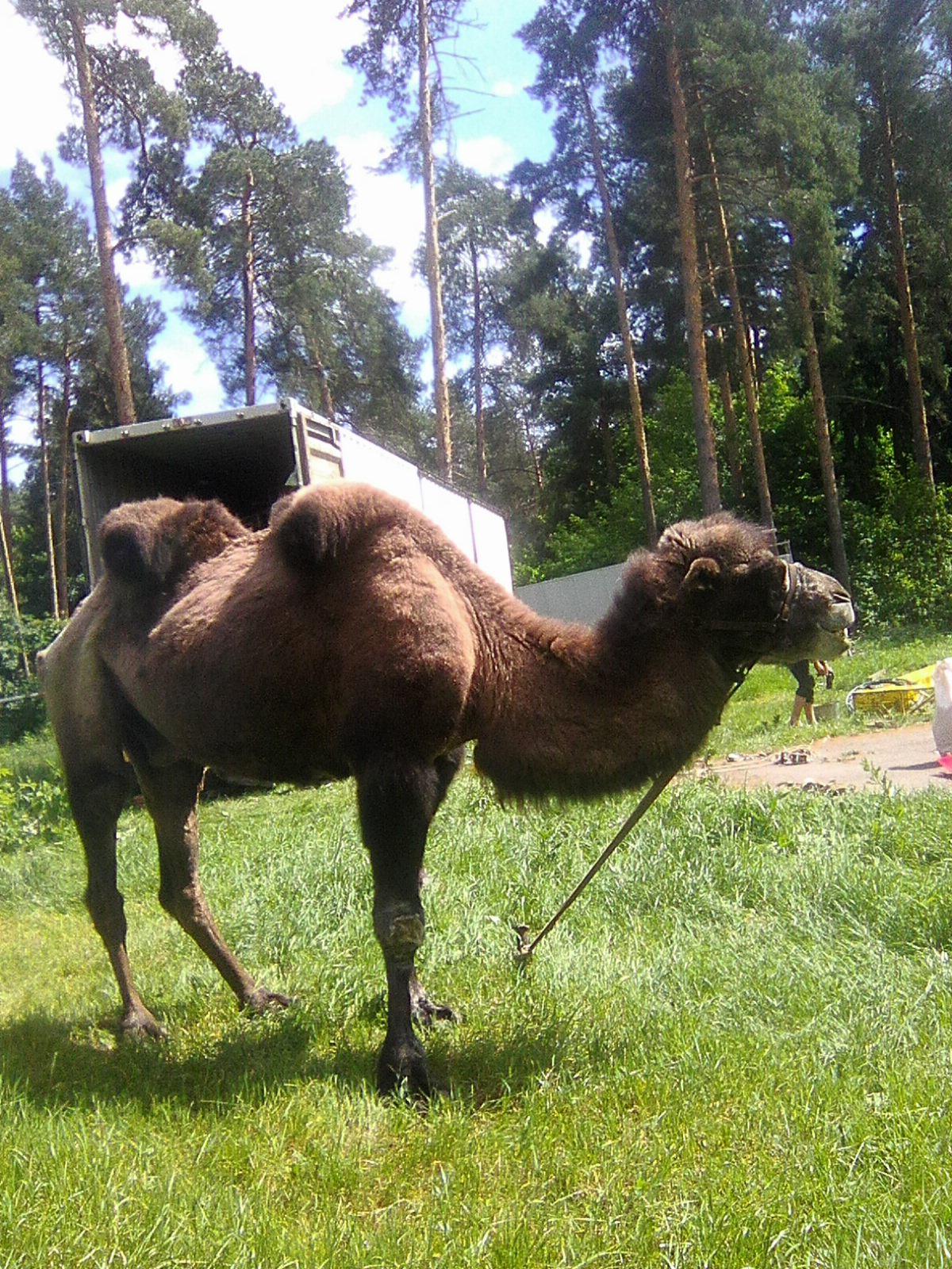 ЦИРК ПРИЕХАЛ