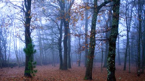 Застенчиво лес задремал....