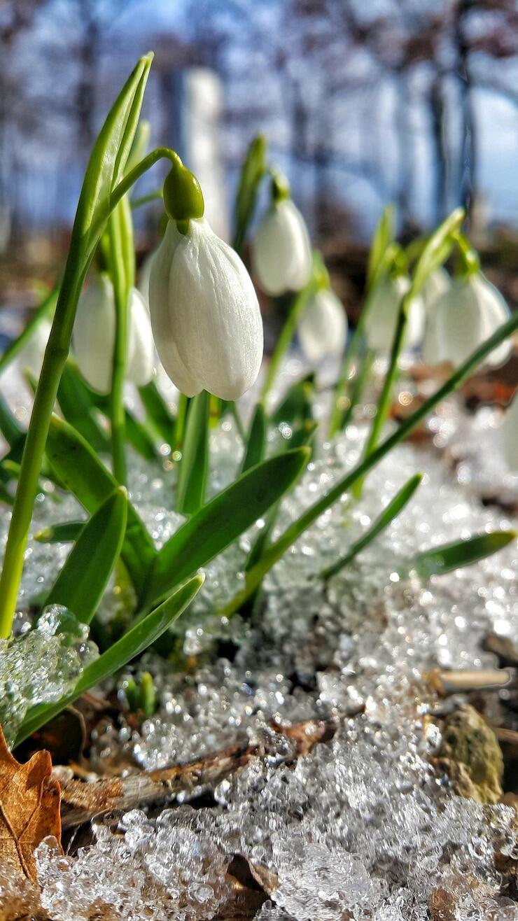 Вечная весна