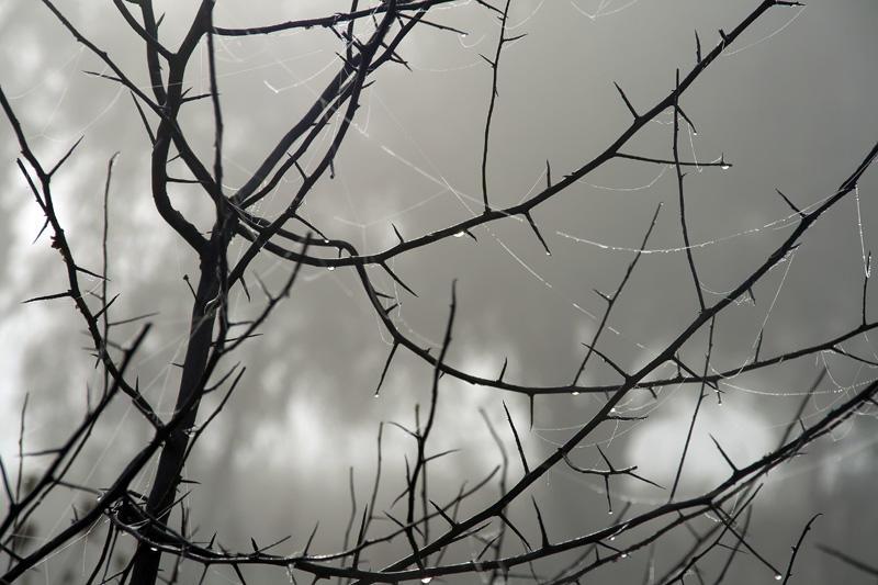 Колючая Осень