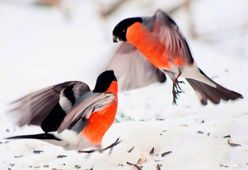 СТАЙКА СНЕГИРЕЙ