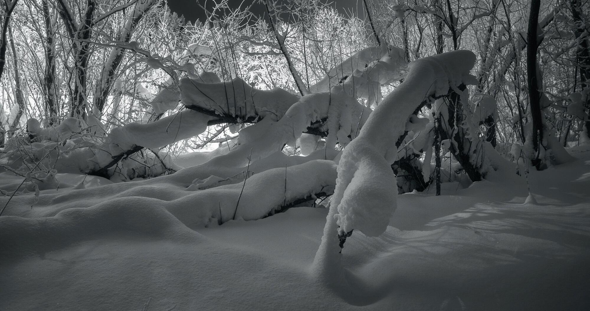 Ветки-пальцы