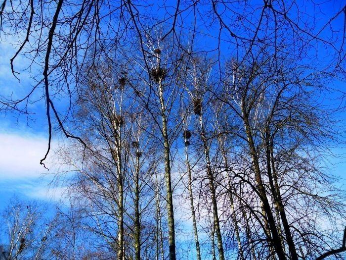 ВЕСЕННЕЕ НАСТРОЕНИЕ