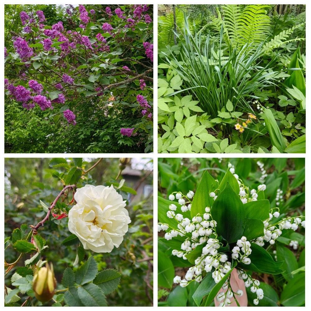 АКРОСОНЕТ С ХВОСТИКОМ