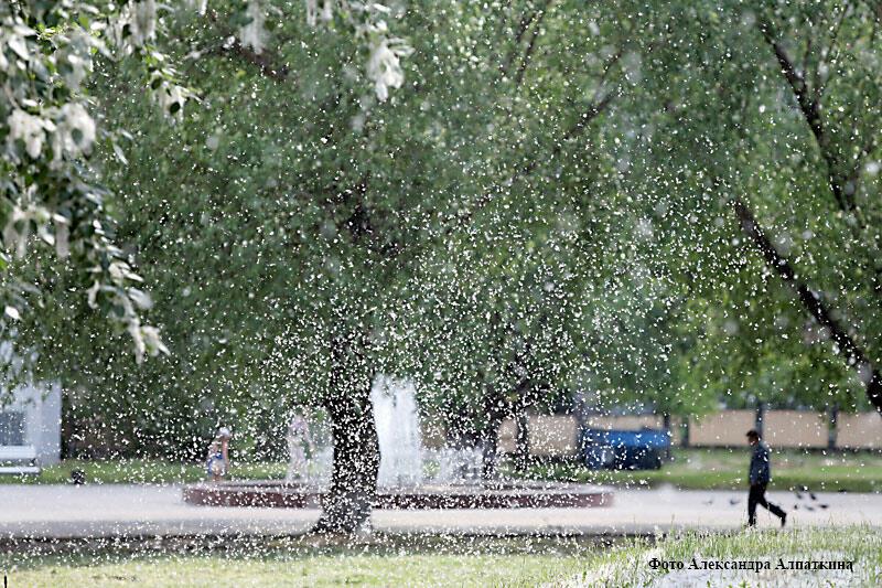 Разбросали свой пух тополя. Тополиные порошицы. Тополиный пух в СПБ. Лето Тополиный пух. Тополиный пух Ульяновск.