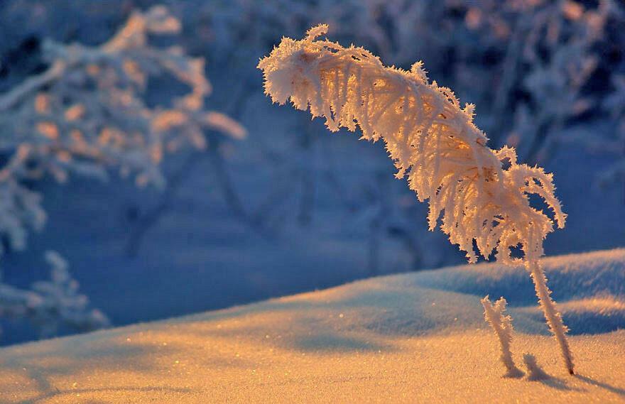ИНЕЙ  РАДОСТЬ  ВОЗРОЖДАЛ