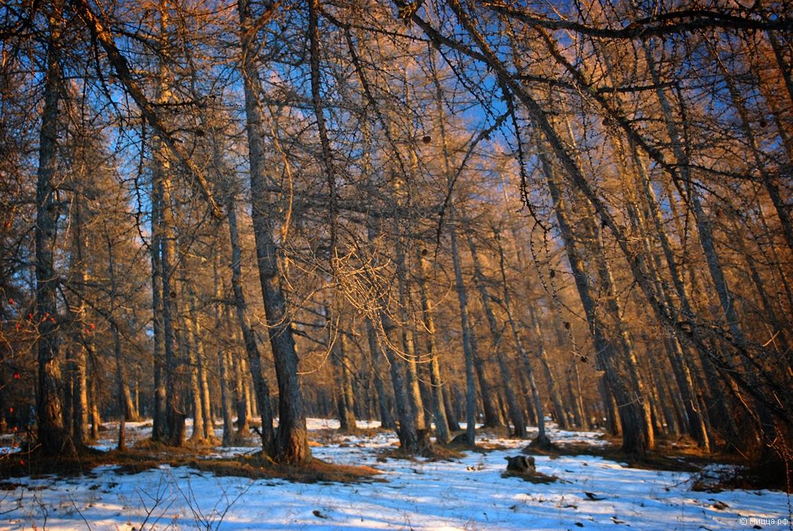 Все гуляют асфальтовой просекой