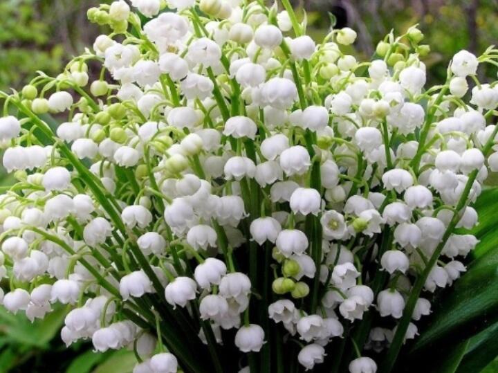 Лесные ландыши 