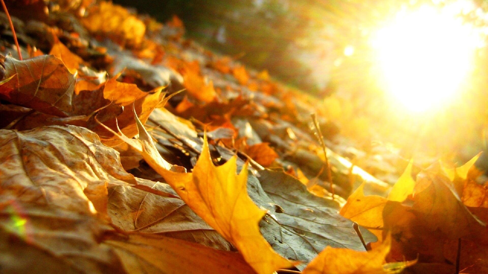 Листья падают вниз на карниз осень шлет свой последний каприз