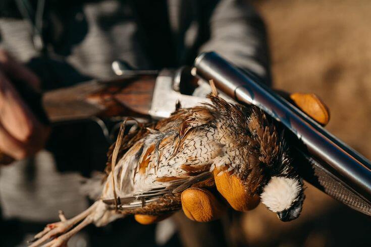 ЖЕСТОКИЙ АЗАРТ