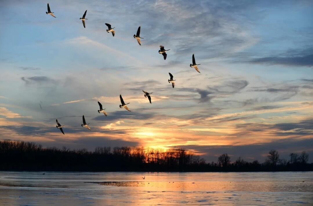 Журавлиная стая..