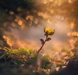 Ползёт троллейбус, синий жук