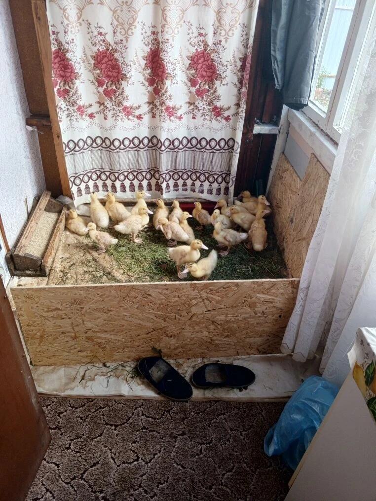 Музей живности