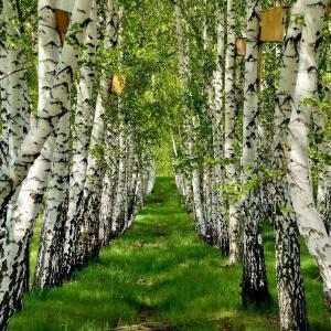 НЕЖНОСТЬ В ЮНОСТИ БЕСЦЕННА...