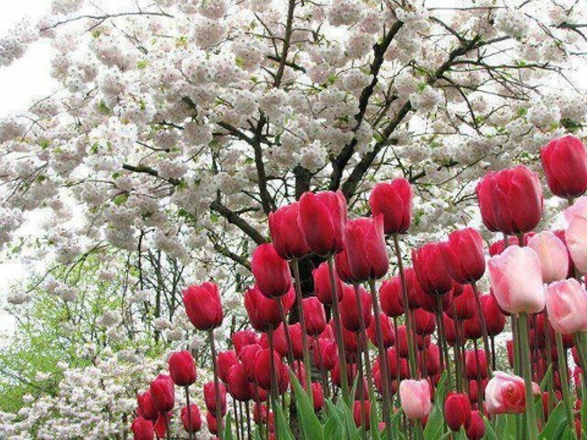 СПАСИБО  МАЙ  ТЫ БЫЛ  ПРЕКРАСЕН