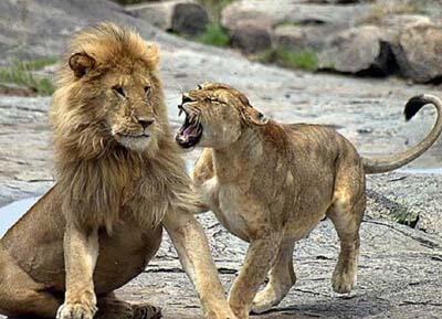 РЕВНОСТЬ. ВЕНОК СОНЕТОВ