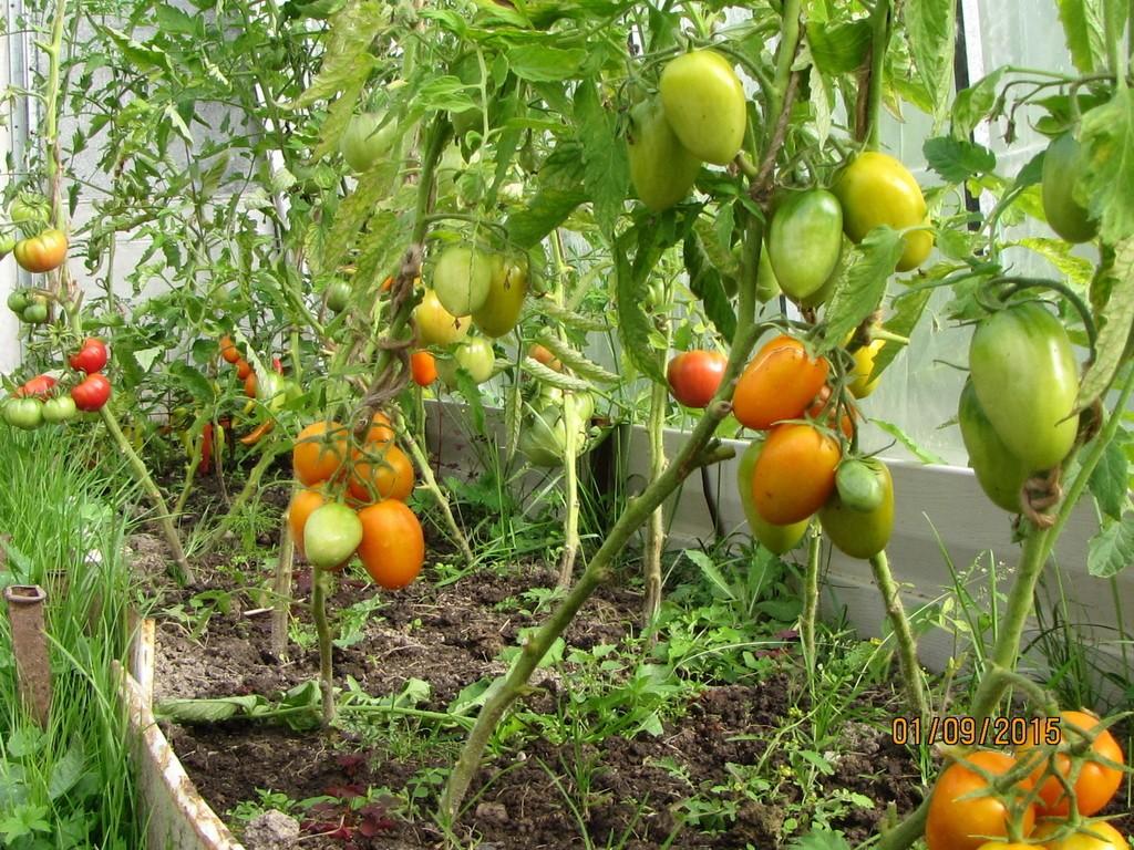 ДИФИРАМБЫ ОСЕНИ...