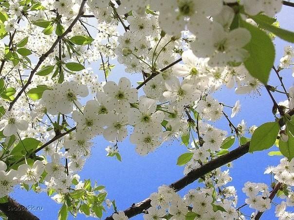 Нет гениальности такой...