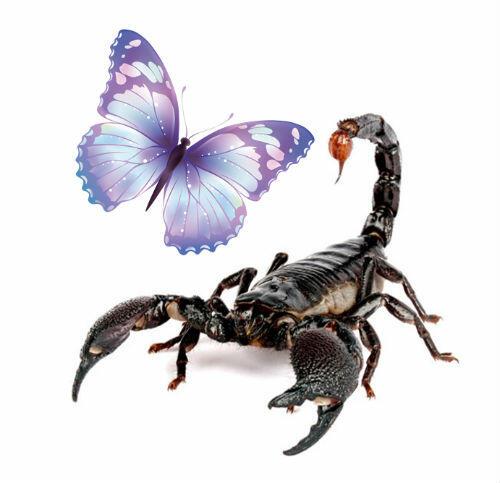 Я - Скорпион и мотылёк! ( ответ Светлане )