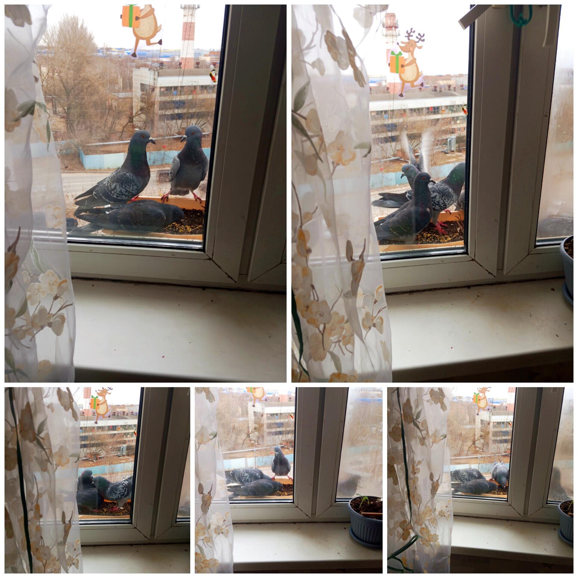 За окошком есть кормушка...