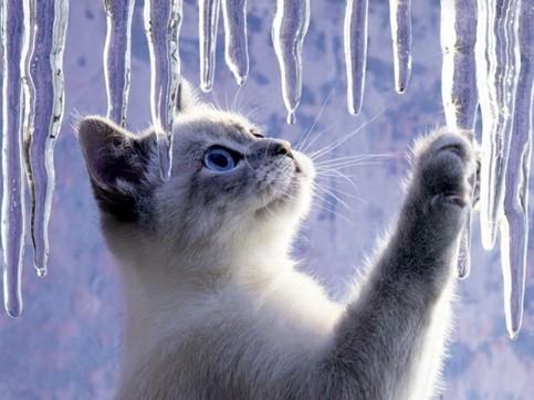 Фенологический дневник