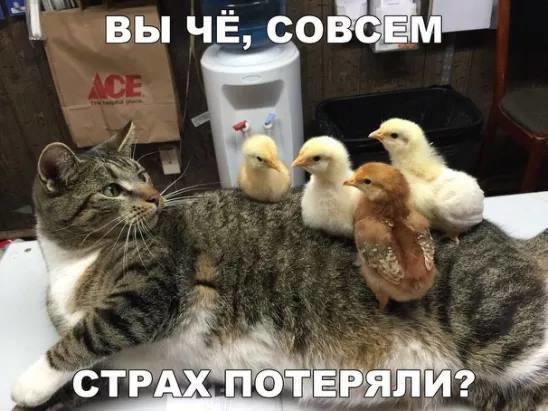 Скорее  бы, в Коссово…