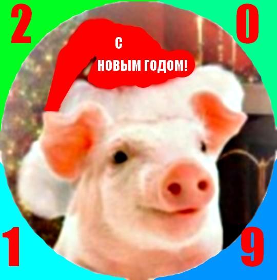Год 2019 - год  Свиньи.