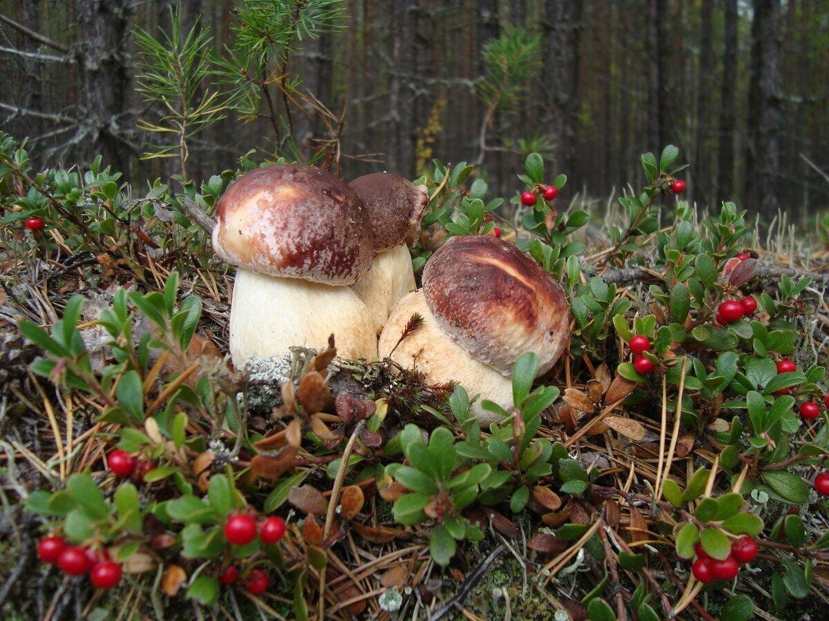 В лес по грибы.