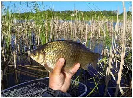 ОДА РЫБАЛКЕ