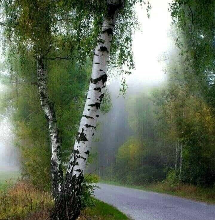 Дождь.