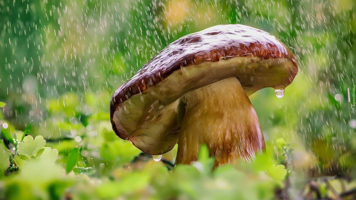 Мелкий грибной дождь... (Хокку)...