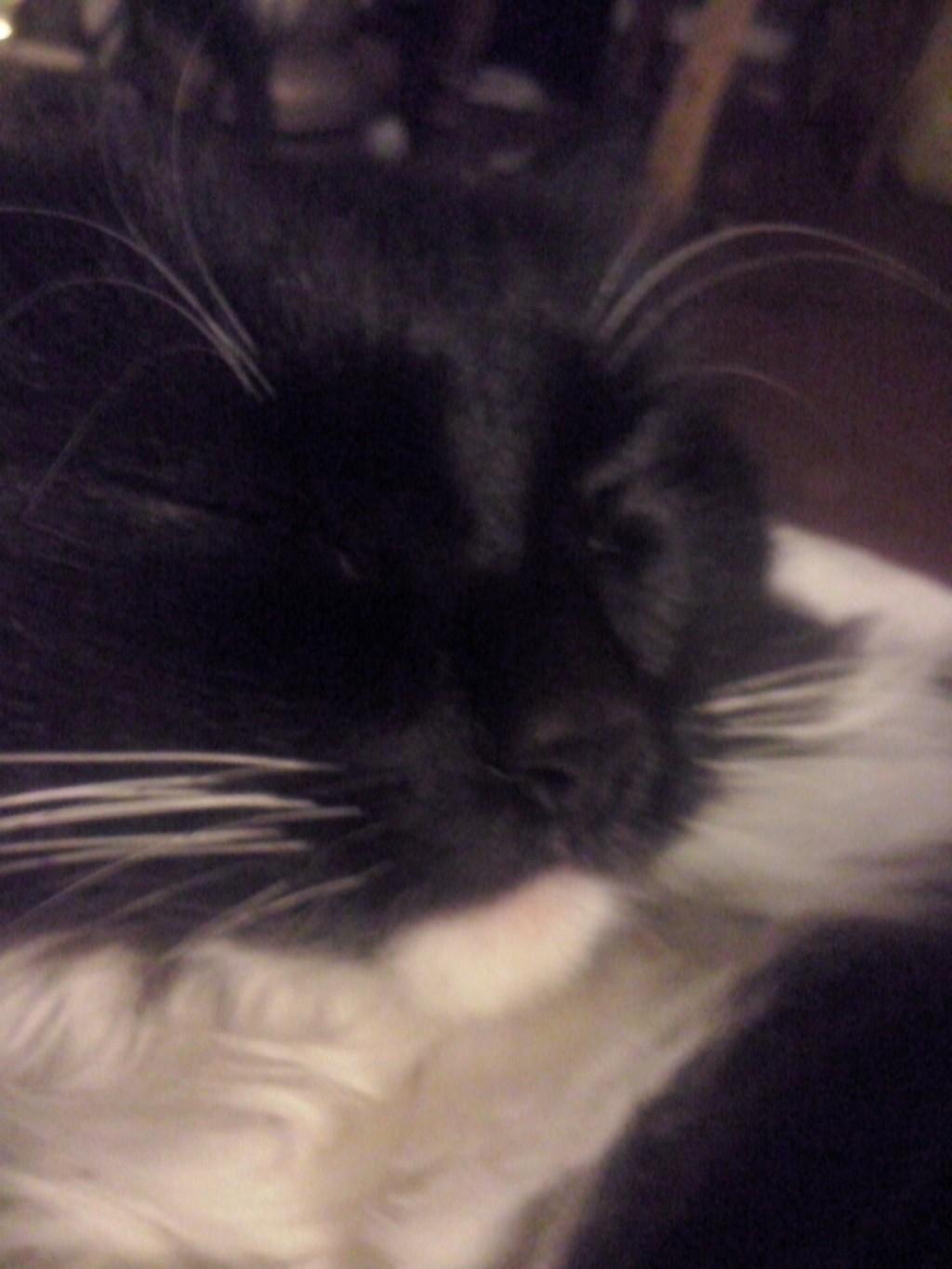 О КОШКАХ ИЛИ КОММЕНТАРИЙ К МОЕЙ АВАТАРКЕ