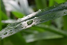 Дрожит росинка на листе