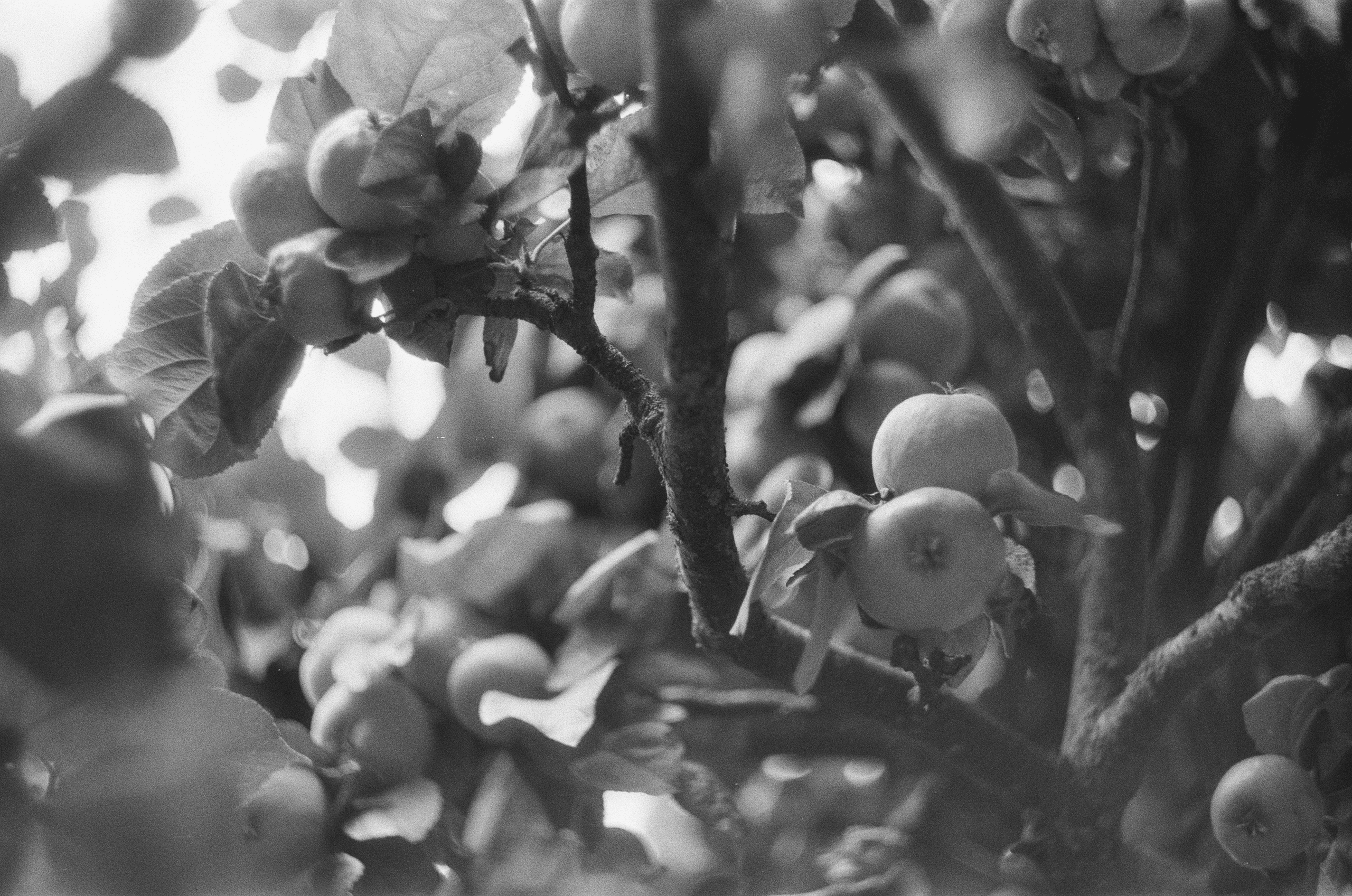 Сад Гесперид 