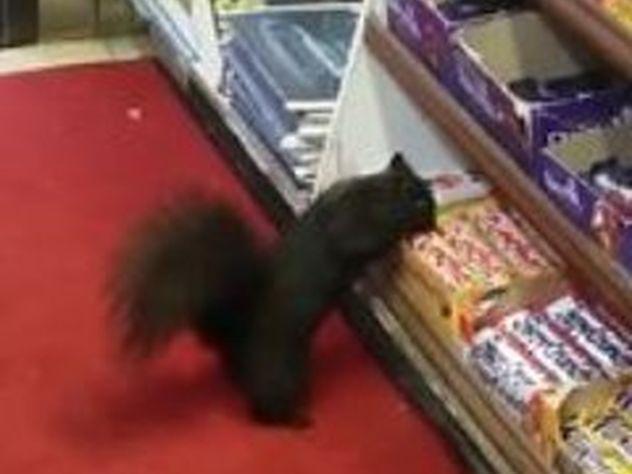 И шоумены и патриоты