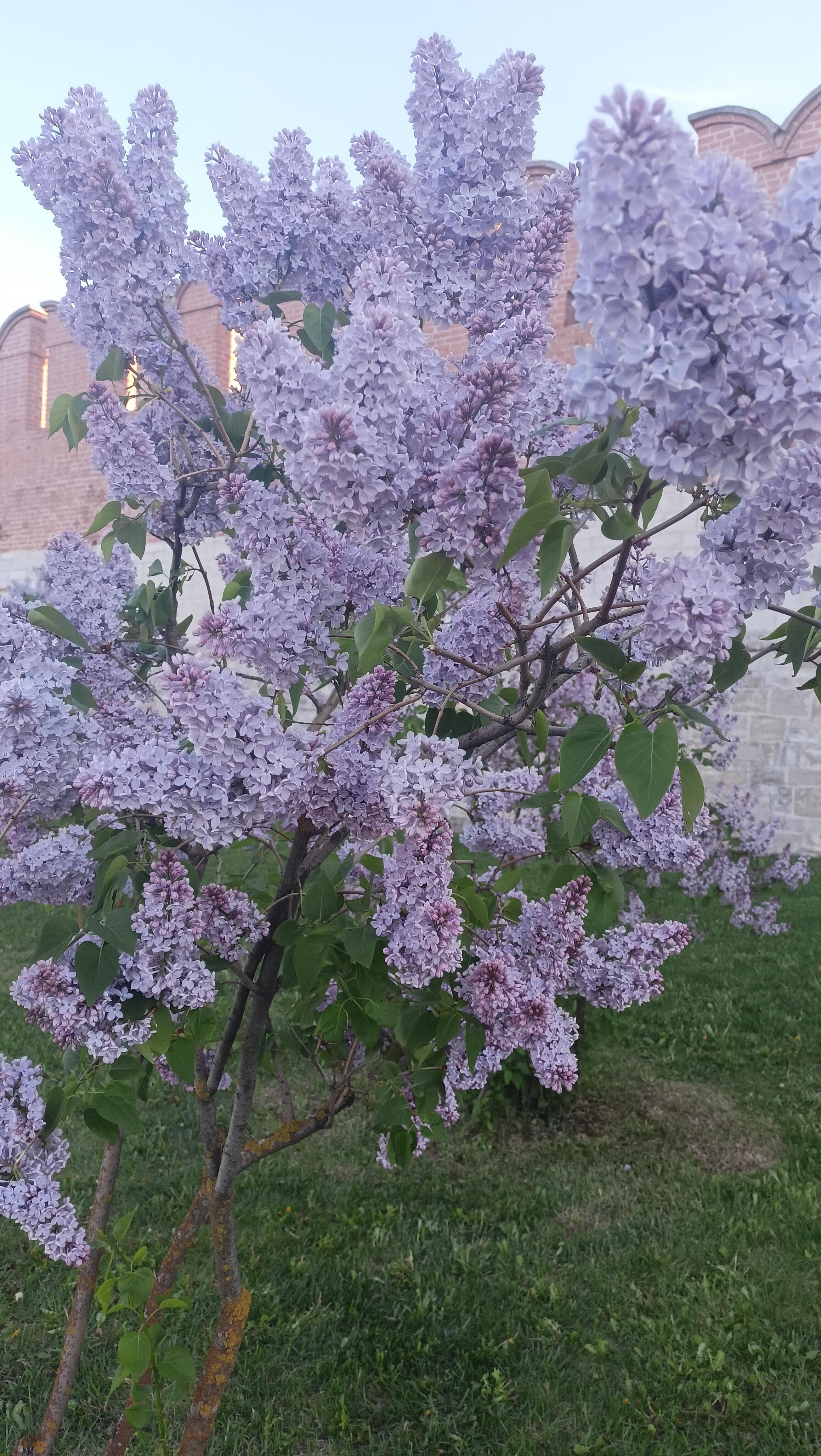 Аромат в ночи