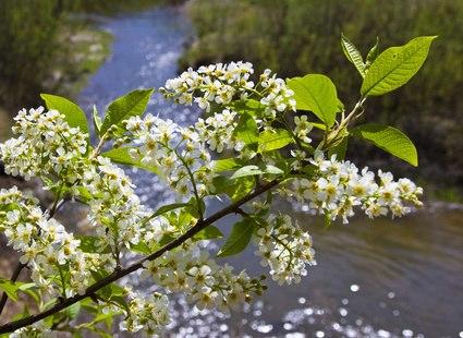 Цвет черёмухи