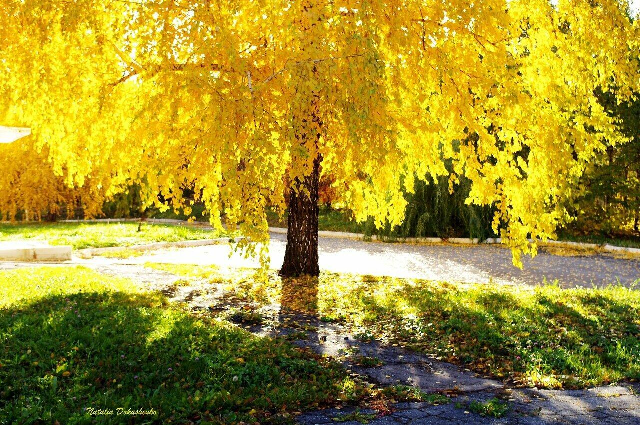 БЕРЁЗКА  БЕЗЗАБОТНО  ШЕЛЕСТЕЛА