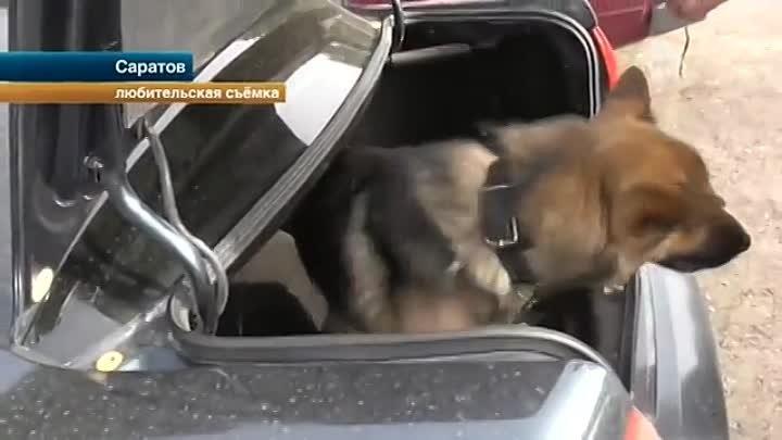 В жару полицейский закрыл служебную собаку в багажнике авто