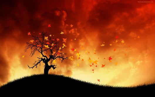 Осеннее дерево...