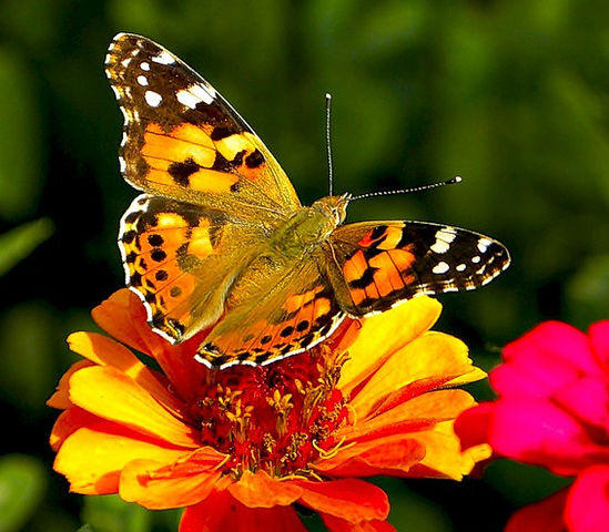 Совершенство