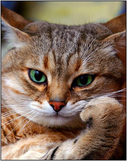 Кот и паук