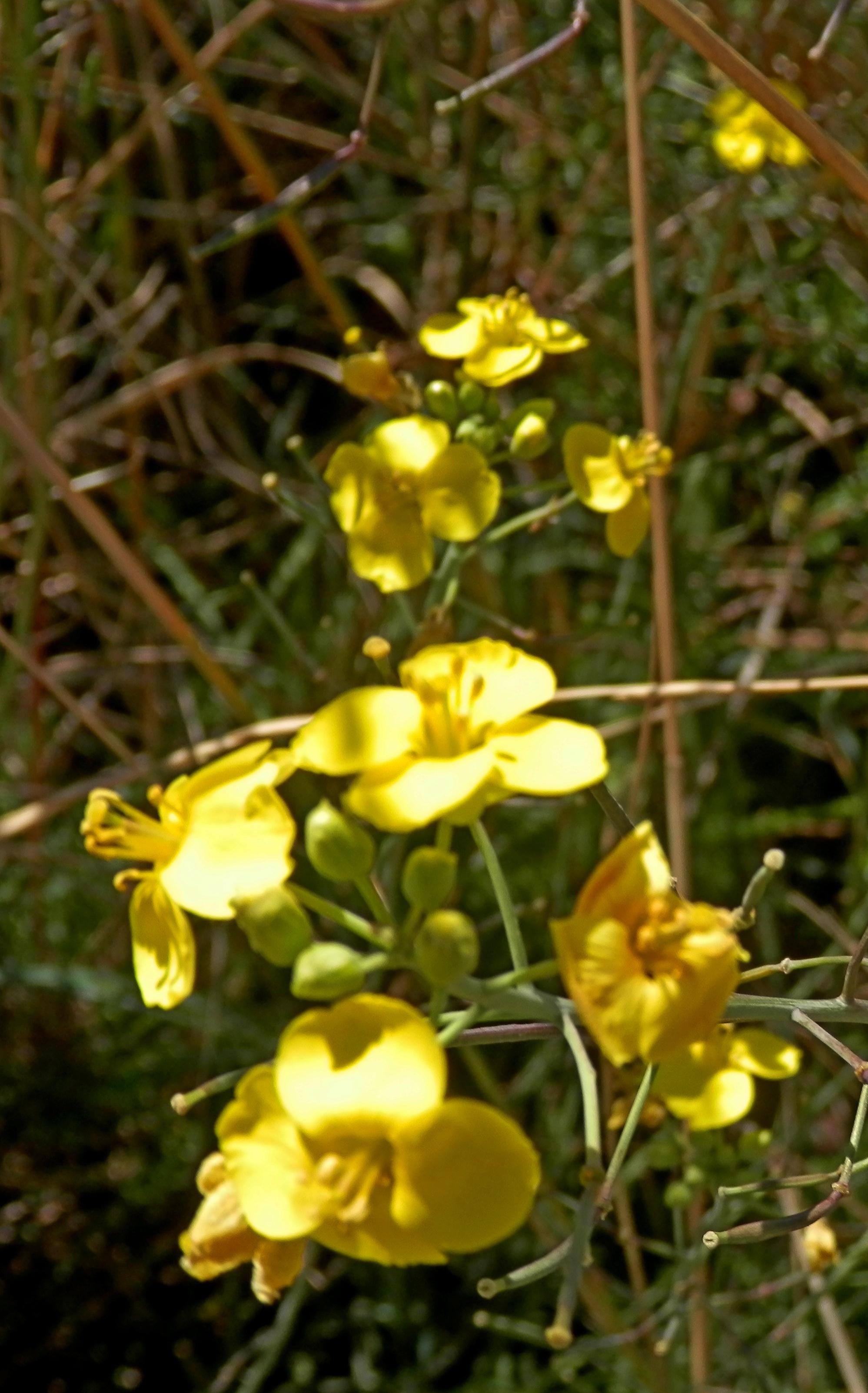 Цвет сурепки.
