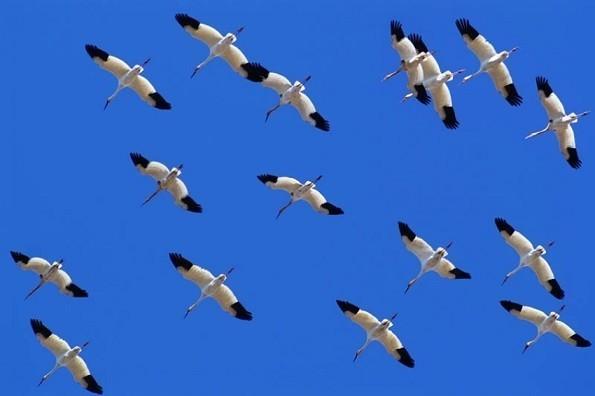 Журавлиная стая.