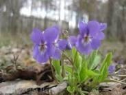 Апрельский трилистник (хокку)