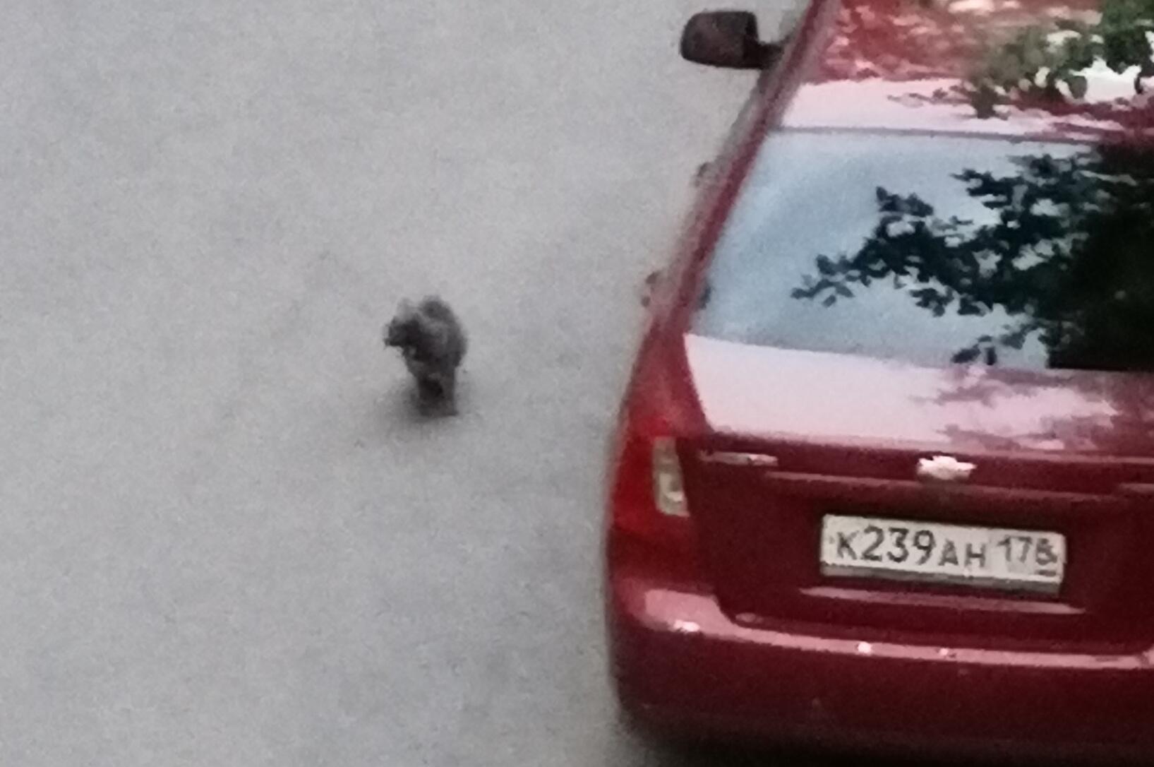 Июньский кот